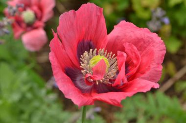 poppie çiçekleri şehir Bahçe 