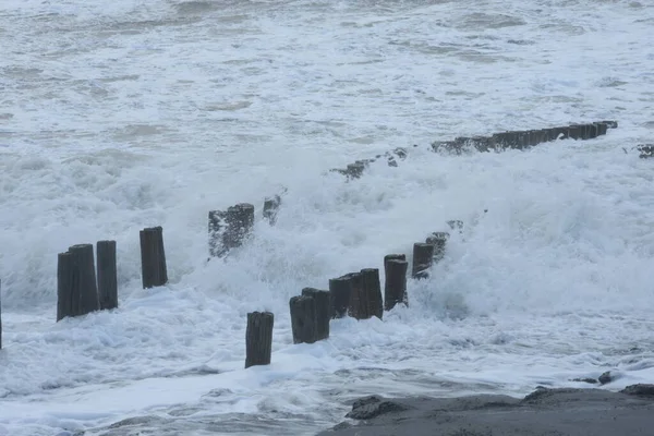 Westerschelde nehrinin sahilindeki dalgakıran.