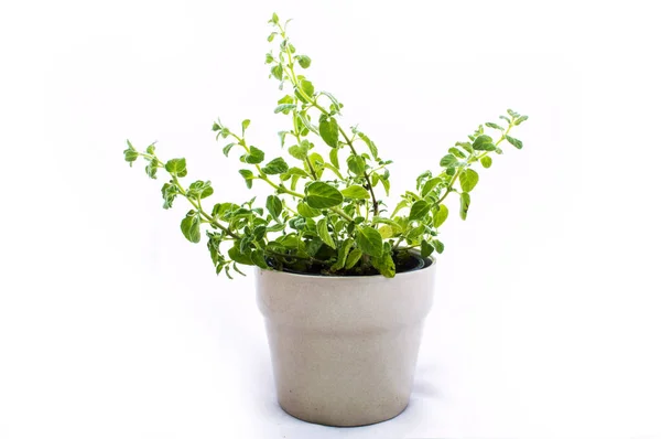 Herb Plant- Oregano — Stok Foto