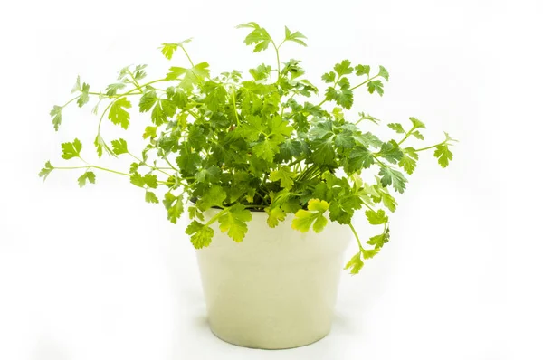 Herb Plant- Parsley — Stock Photo, Image