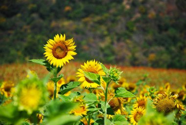 Mavi gökyüzü ve bulut gün sarı ayçiçeği 