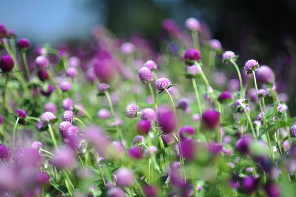 Violeta roxo flor azul no jardim — Fotografia de Stock