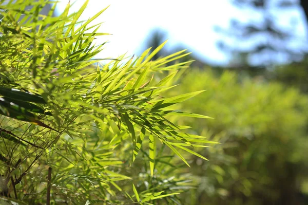 Bambú de hoja verde en el jardín del verano — Foto de Stock