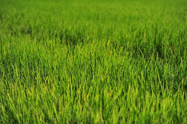 Green leaf of rice grow up to produce grains in field — Stock Photo, Image
