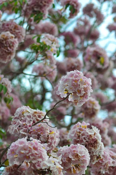 Rosa von Sakura Blume Baum so schöne Naturlandschaft für feb — Stockfoto