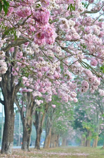 Rosa de árvore de flor sakura paisagem natureza tão bonita para fev — Fotografia de Stock