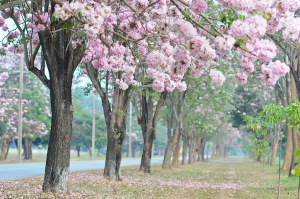 Rosa di sakura albero dei fiori così bello paesaggio naturale per feb — Foto Stock