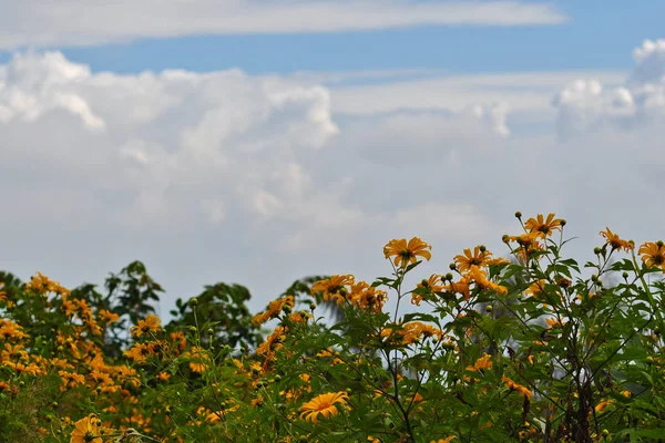 Girasol amarillo en cielo azul y día nuboso — Foto de Stock