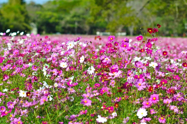 庭の美しい自然風景にピンクの花はコスモスのグループ — ストック写真