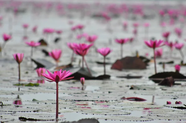 Macro group of red white pink purple flower lotus in water garde — Stock Photo, Image