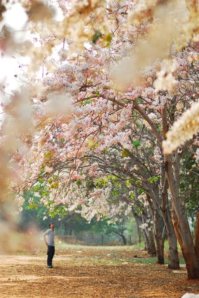 Ροζ της sakura δέντρο λουλούδι τόσο όμορφη φύση τοπίο του Φεβ — Φωτογραφία Αρχείου