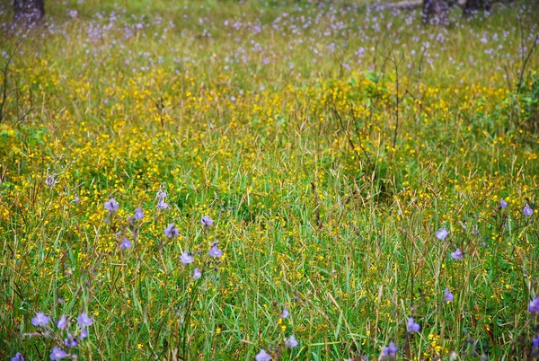 Grupa makro fioletowy kwiat natura ogród piękny tak świeże — Zdjęcie stockowe