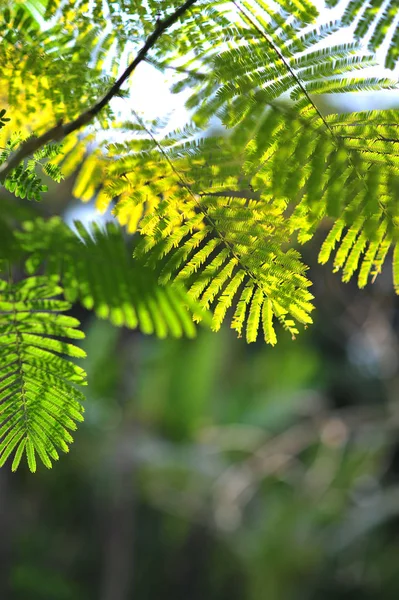 Green leaf of plant in garden Royalty Free Stock Photos