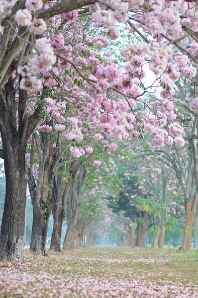 Rosa de sakura flor árbol tan hermoso paisaje de la naturaleza para feb Imagen de stock