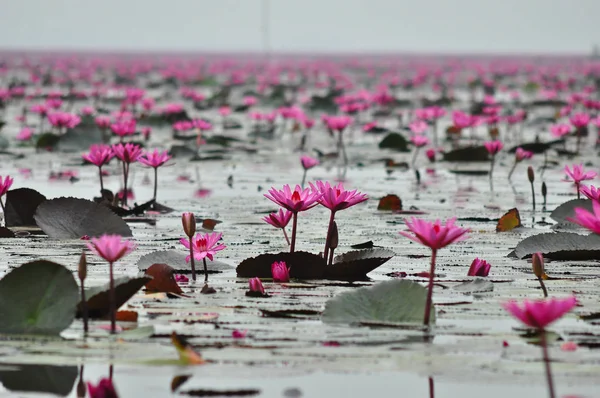 Macro grupo de rojo blanco rosa flor púrpura de loto en la vanguardia del agua Fotos de stock libres de derechos