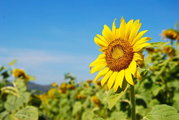 Girasol amarillo en cielo azul y día nuboso Fotos de stock