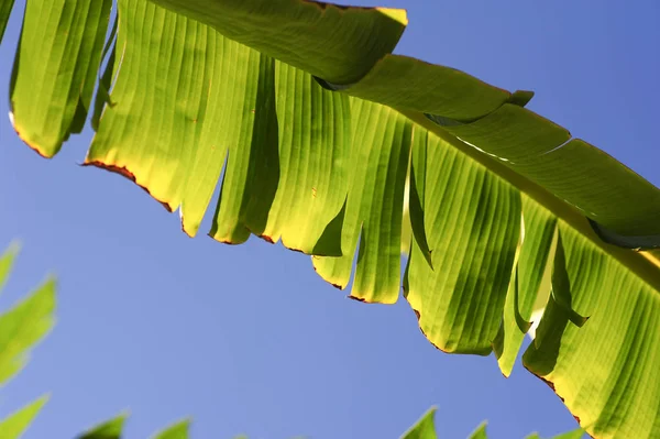 Hoja de color verde de plátano en la naturaleza — Foto de Stock