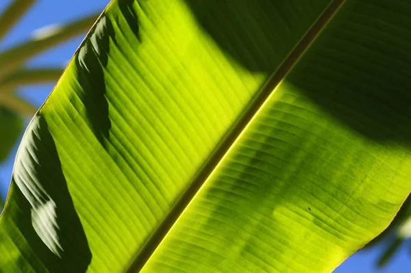 Hoja de color verde de plátano en la naturaleza — Foto de Stock