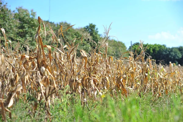 Dry of corn farm in summer season after harvest — Stock Photo, Image