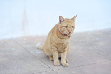 küçük şirin kedi pençe tarafından tatil beton zemin üzerinde oturmak