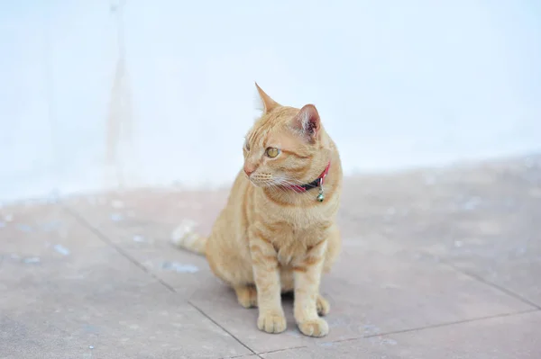 Kleine schattige kat zitten op betonnen vloer door paw in vakantie — Stockfoto