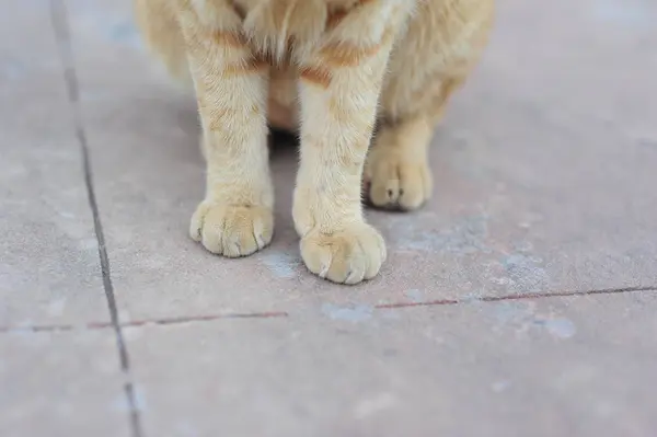 Маленька мила кішка сидить на бетонній підлозі лапою у відпустці — стокове фото