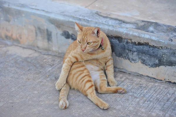 Kucing kecil lucu duduk di lantai beton dengan kaki pada hari libur — Stok Foto
