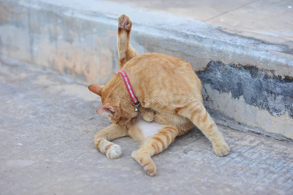 Kleine süße Katze sitzt im Urlaub auf Betonboden neben Pfote — Stockfoto