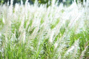 odak ve bokeh kış sezon hol beyaz yeşil çimen çiçek