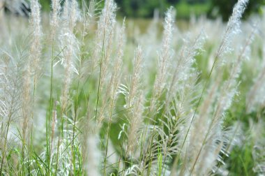 odak ve bokeh kış sezon hol beyaz yeşil çimen çiçek