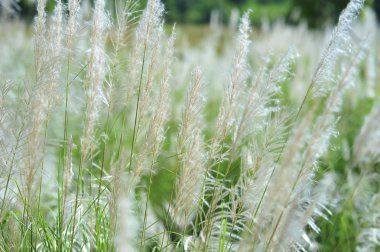 odak ve bokeh kış sezon hol beyaz yeşil çimen çiçek