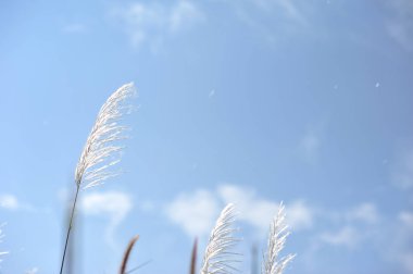 odak ve bokeh kış sezon hol beyaz yeşil çimen çiçek