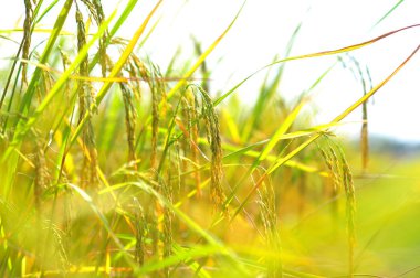 gruptaki pirinç hasat hazırlanın