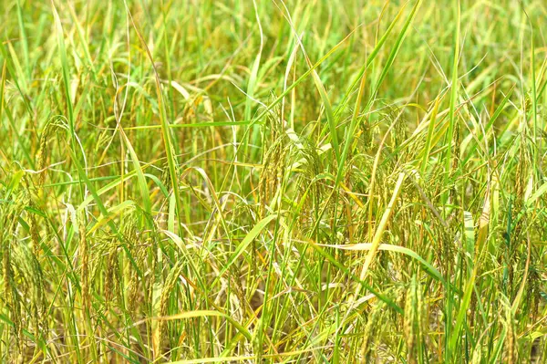 Rice in farm prepare to harvest — Stock Photo, Image