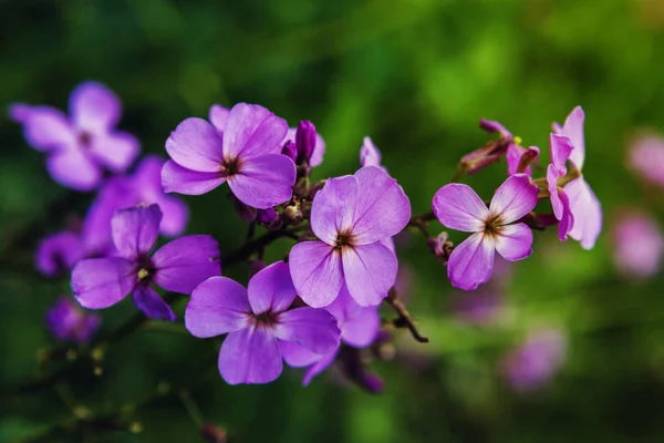 Phlox es una planta herbácea perenne que florece . —  Fotos de Stock