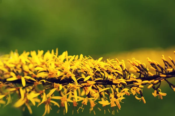 Žluté květiny close-up na zeleném pozadí vodorovně. — Stock fotografie