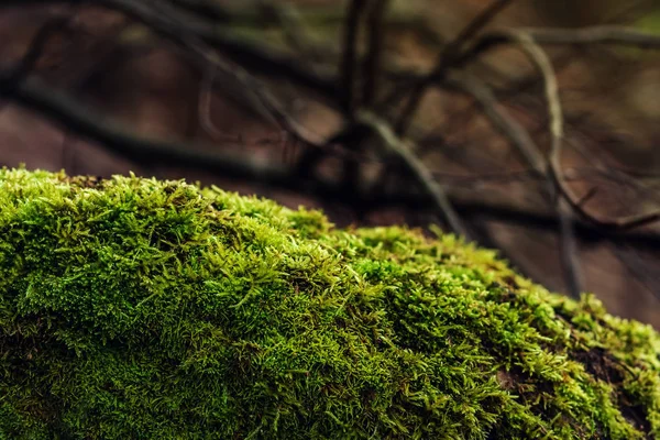 Das Sonnenlicht fällt auf einen Hügel mit grünem Moos im Wald. Nein. — Stockfoto