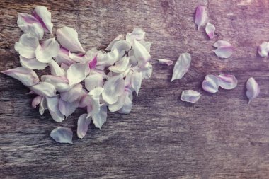 Beyaz-pembe yaprakları