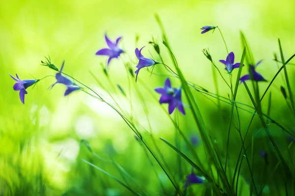 Polne Kwiaty Kłoda Rośnie Trawie — Zdjęcie stockowe