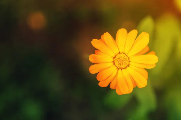 Κίτρινη marigold σε ένα κρεβάτι λουλουδιών. Θέα από ψηλά. Γκρο πλαν, πορτοκαλί καλέντουλας — Φωτογραφία Αρχείου