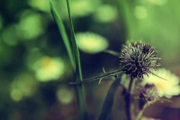 Thorn. Bodlák na zelené trávě pozadí. — Stock fotografie