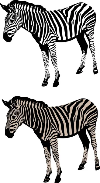 Zebra illüstrasyon vektör