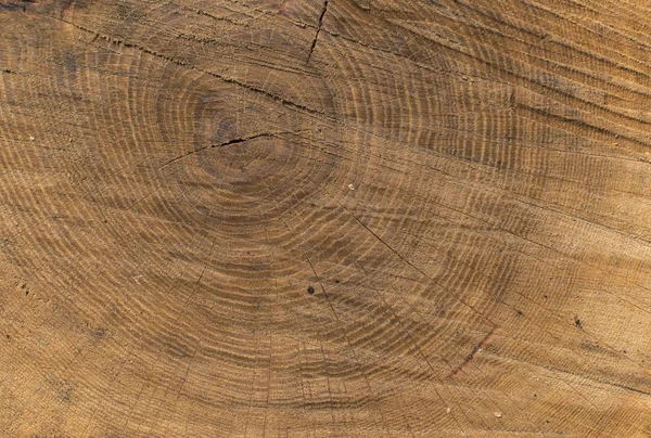 Wood texture of cut tree — Stock Photo, Image