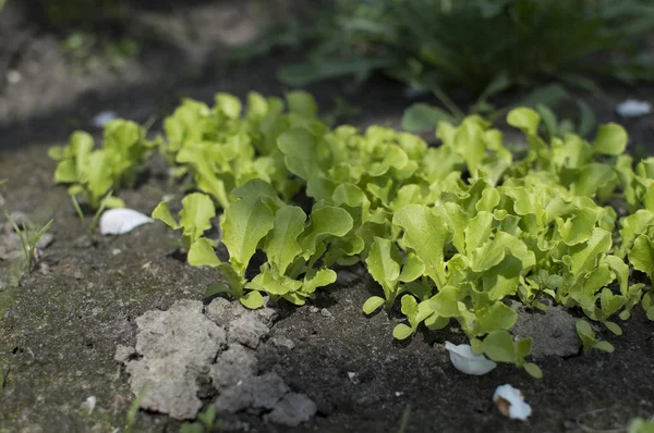 Brotos de alface jovens crescendo no jardim. Cultivo de saladas — Fotografia de Stock