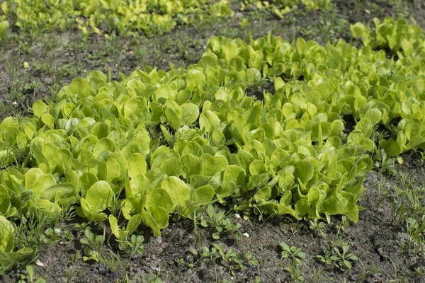 Brotos de alface jovens crescendo no jardim. Cultivo de saladas — Fotografia de Stock