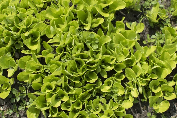 Brotos de alface jovens crescendo no jardim. Cultivo de saladas — Fotografia de Stock