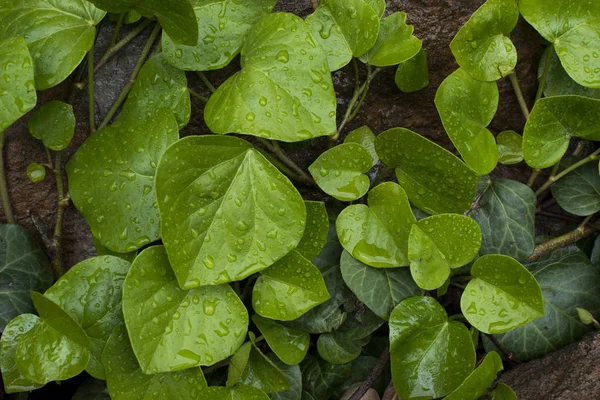 Fundo de folha verde — Fotografia de Stock