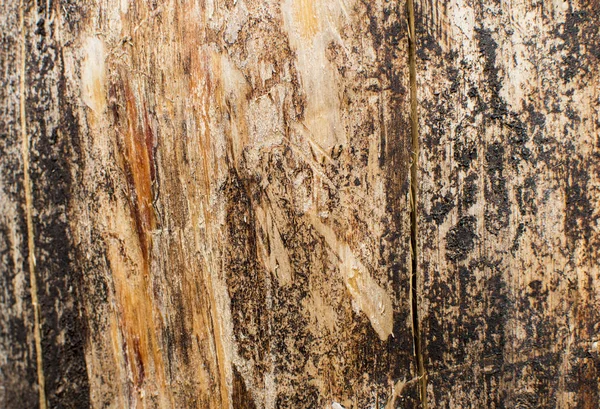 Kurumuş ağaç ahşap doku