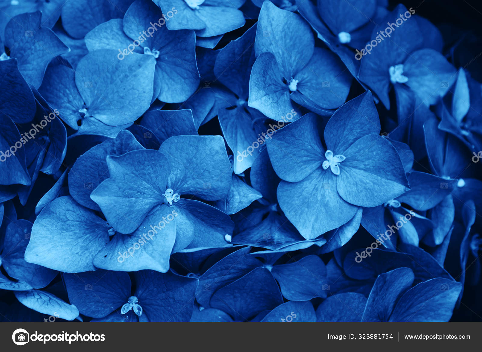 Pastel pink Hydrangea Hydrangea macrophylla or Hortensia flowers