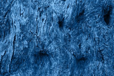 Mavi renkli eski ağaç kabuğu dokusu